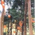 Fruits of nature. 2003. Found objects. Site-specific installation. (Image courtesy of the artist).