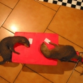 Sometimes love is just not enough, 2004. Site specific installation with stuffed mongooses, metal, checked carpet and text, dimensions variable. (Image courtesy of the artist).