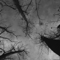 Low Angle of Trees, 2016. (Image courtesy of the artist).