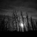 Silhouette of Trees, 2016. (Image courtesy of the artist).