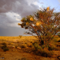 Kenhardt Nests, Karoo, 2017. Photographic Print. (Image courtesy of the artist).